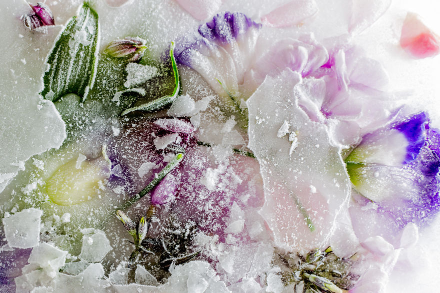 I Photograph The Beauty Of Half Frozen – Half Alive Flowers