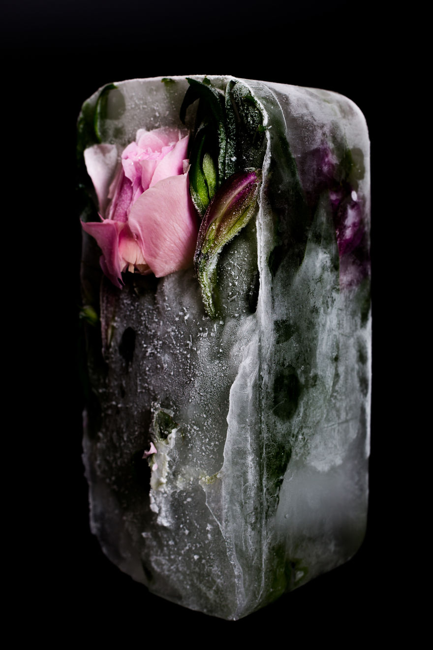 I Photograph The Beauty Of Half Frozen – Half Alive Flowers
