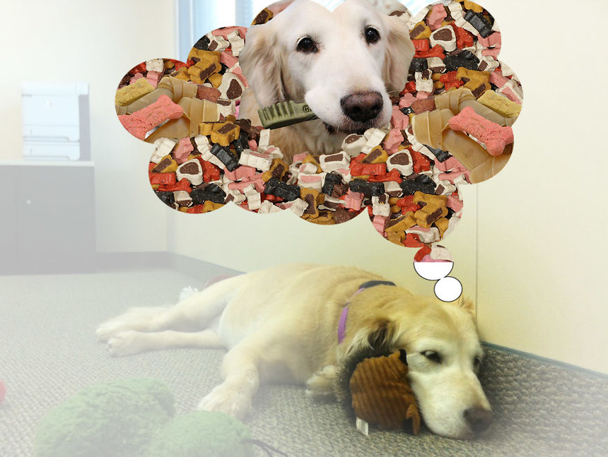 More Of "I Wonder What Our Office Mascot Is Dreaming"