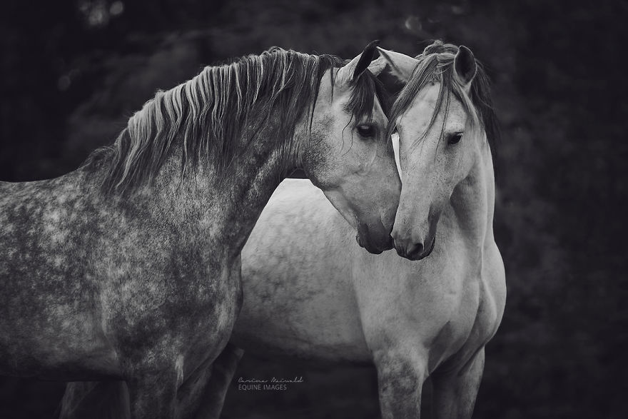 Photographer Shows Rare Horse Moments And Captures Their Unique Character