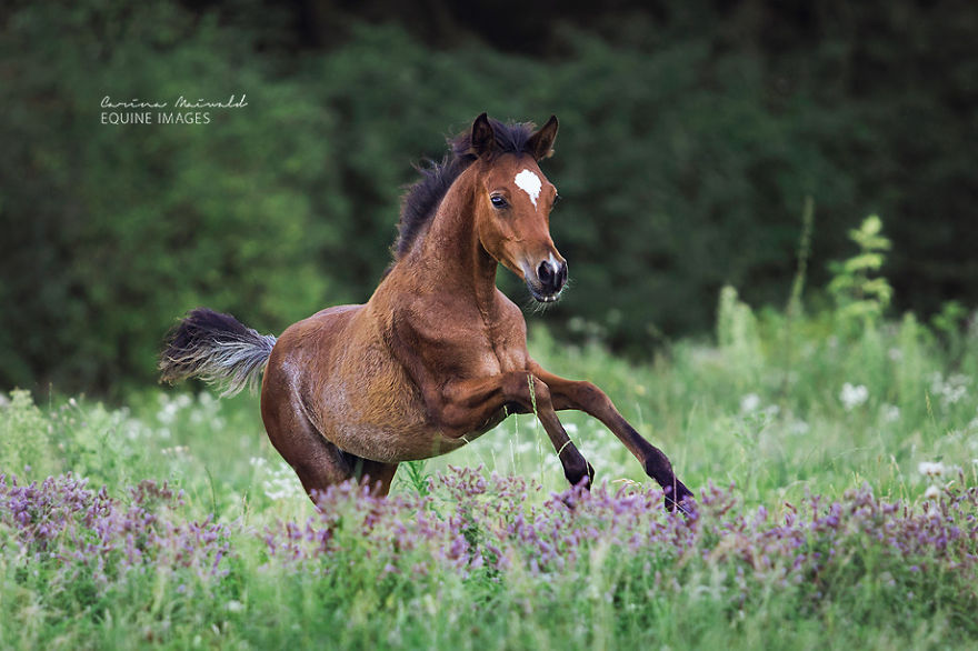 Photographer Shows Rare Horse Moments And Captures Their Unique Character