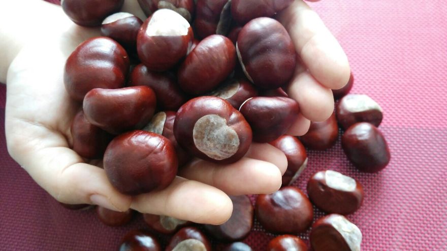 We Have Collected Chestnut To Decorate Our Flowers