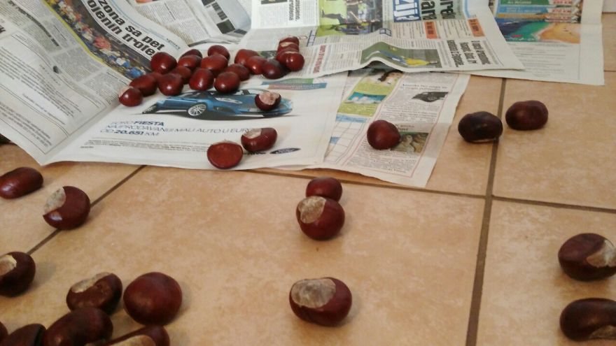 We Have Collected Chestnut To Decorate Our Flowers