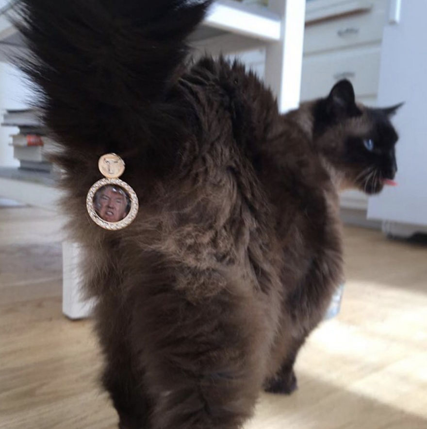 CatAssThrophy: Cat Jewelry To Cover Their Bums