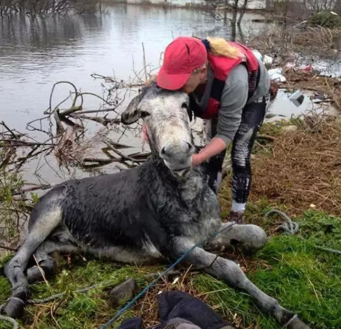 Donkey Grins After Being Rescued From Rising Floodwaters