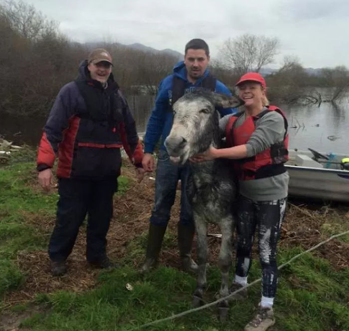 Donkey Grins After Being Rescued From Rising Floodwaters