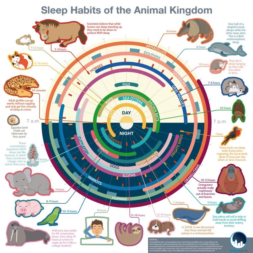 These Are Some Cool Facts On How Animals Sleep