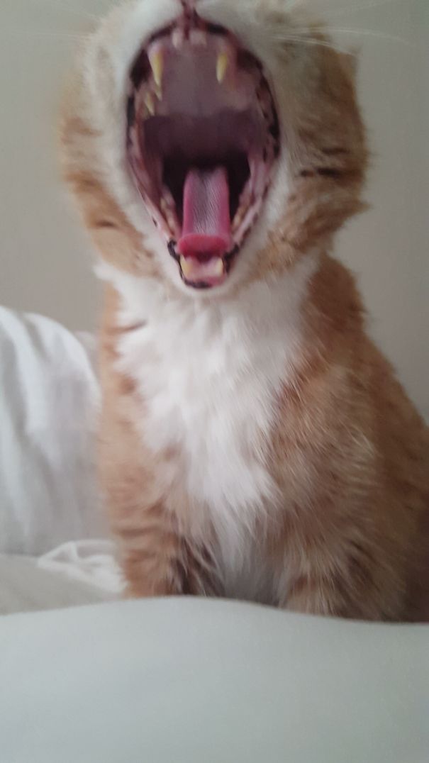 Biggest Yawn, Like.. Ever