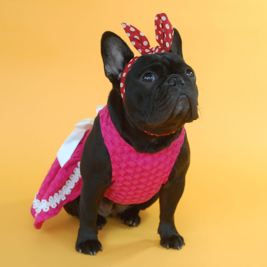 I Sent My French Bulldog On The Time Machine To Find The Perfect Sweater (9 Pics)