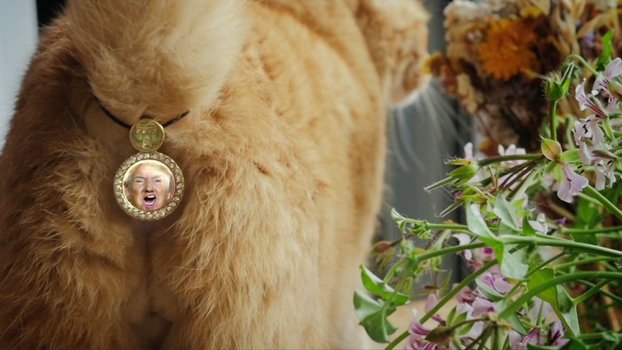 CatAssThrophy: Cat Jewelry To Cover Their Bums