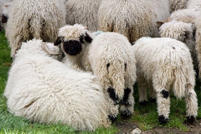 Blacknose Sheep