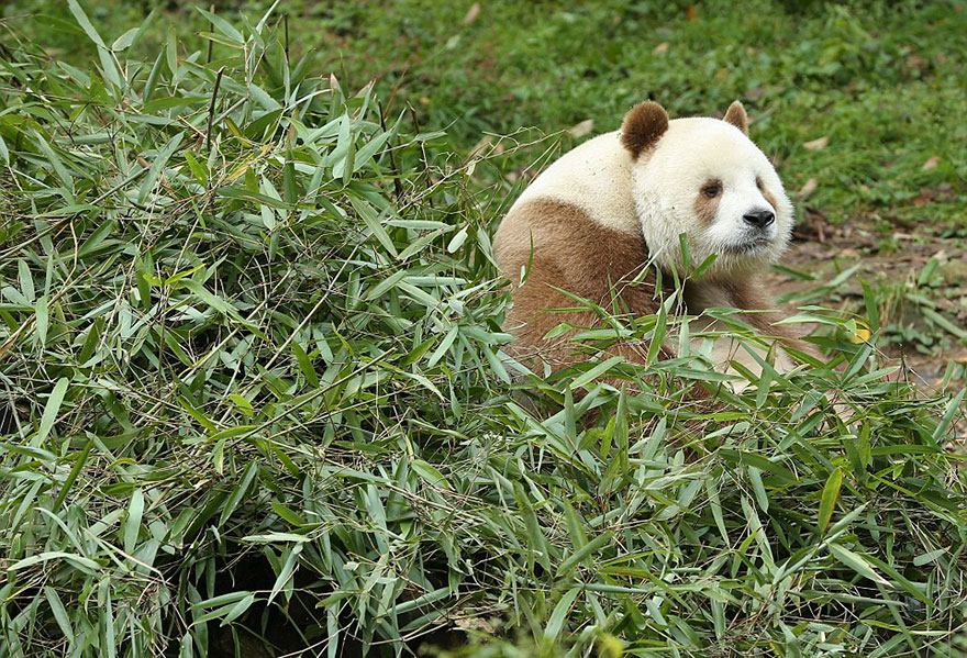 The World's Only Brown Panda Who Was Abandoned As A Baby, Finally Finds  Happiness | Bored Panda
