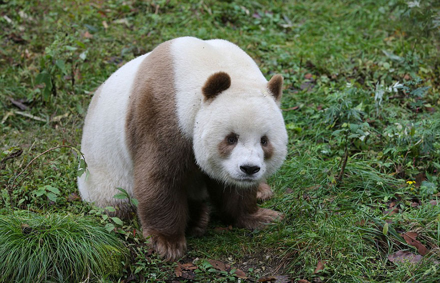 The World's Only Brown Panda Who Was Abandoned As A Baby, Finally Finds Happiness | Bored Panda