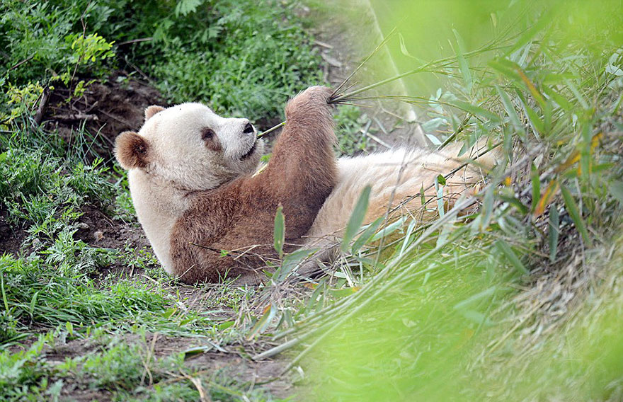 The World's Only Brown Panda Who Was Abandoned As A Baby, Finally Finds Happiness