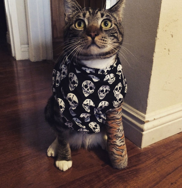 My Cat Jumped Through A Third Story Window And Broke His Leg. Here He Is Looking Brave With His Tiger Cast And Pirate Bandana