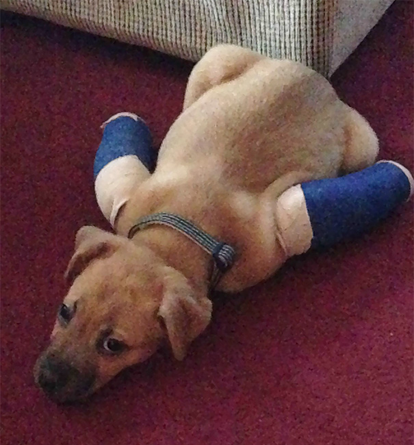 My Rescue Pup Day One Of Getting Used To His Casts. Just Three Days Later He Started Running And Climbing Stairs
