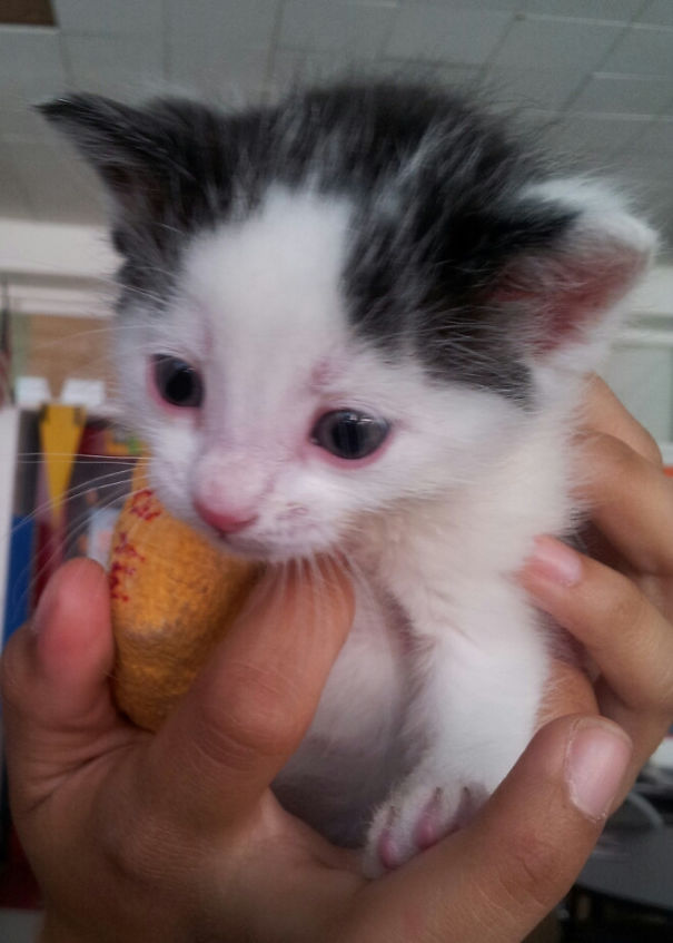 Friend Rescued A Kitten With A Broken Leg, Here He Is With His Tiny Cast!