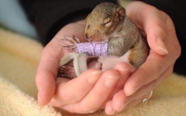 Tiny Squirrel With A Cast After His Broken Leg