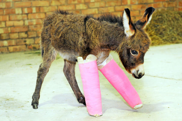 Meet Primrose - Premature Baby Donkey Who Is Getting Her Legs Straightened With Casts