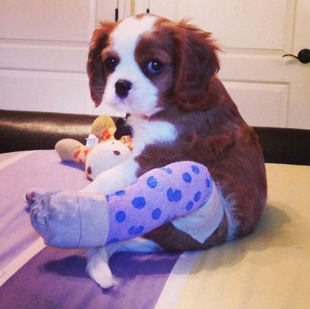 Puppy In Cast