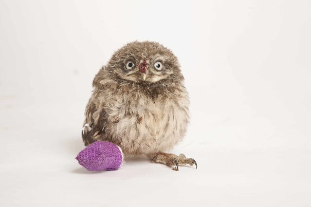 Baby Owl With Tiny Bandage After A Fall From Tree In Oxford