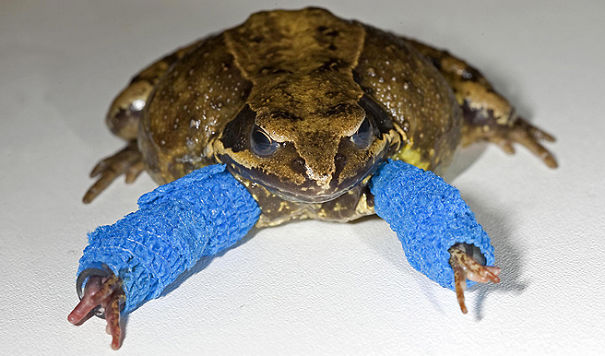 Tiny Frog In Casts