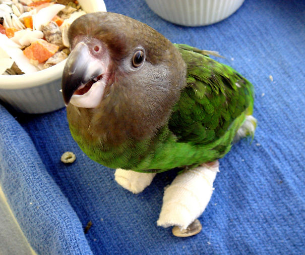 Parrot In Casts