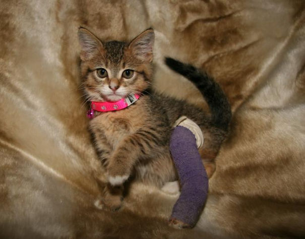 Ziggy As Our Kitten. His Former Family Left Him At The Shelter With A Broken Leg
