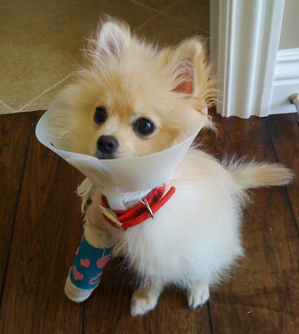 Doggy In Cast