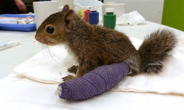 Tiny Squirrel In Cast