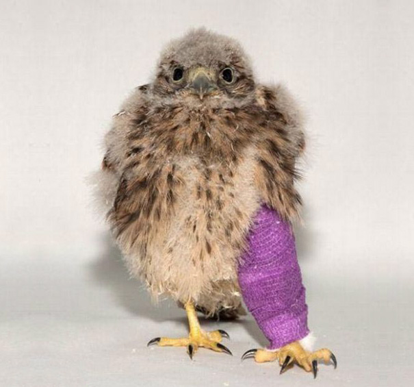 Kevin The Little Kestrel Is On Track To Make A Speedy Recovery