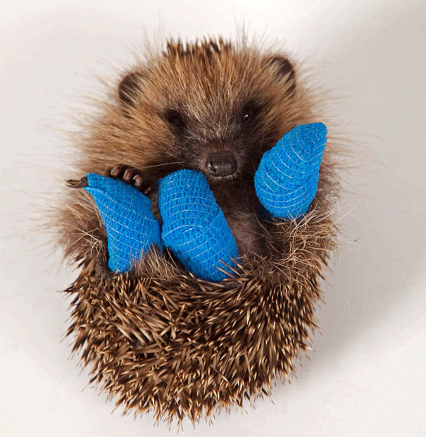 This 10-Week-Old Baby Hedgehog Is Recovering At Hospital In Bucks After He Was Found In Ruislip, Middlesex, Last Sunday With Three Broken Legs