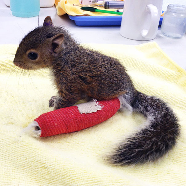 This Poor Baby Squirrel Fell Out Of A Tree, And Had To Get A Tiny Cast On His Leg. He's Doing Well