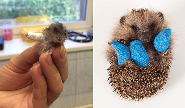 39 Animals In Tiny Casts That You Won’t Be Able To See Without Saying Awww
