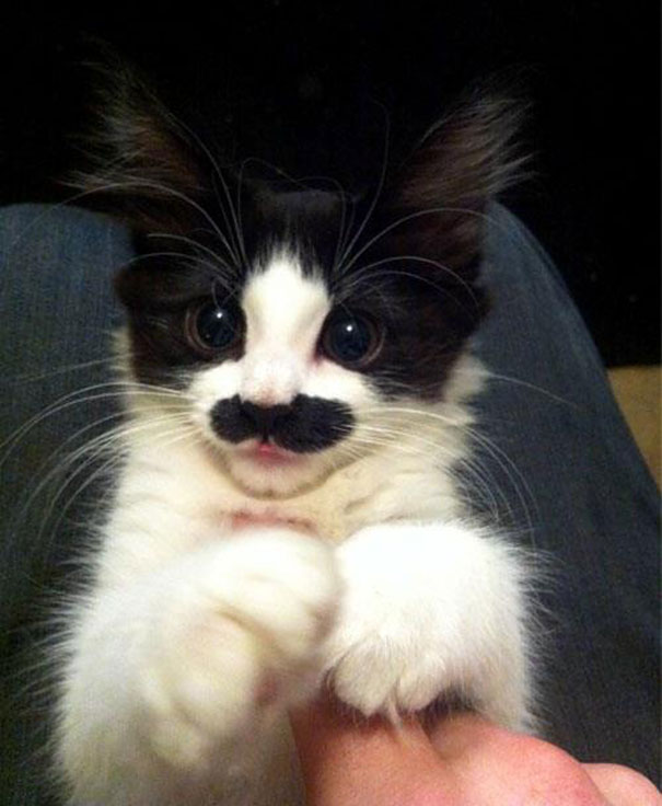 10 Cute Animals With A Mustache