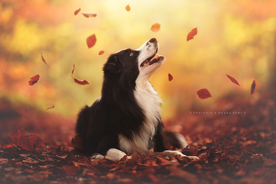 autumn-dog-photography-anne-geier-1