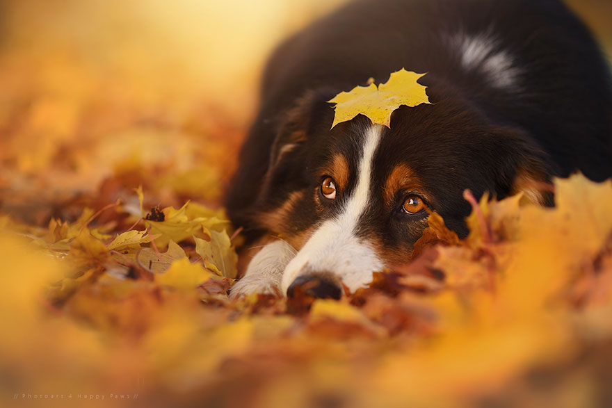 autumn-dog-photography-anne-geier-12