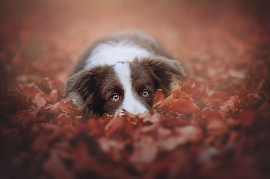 autumn-dog-photography-anne-geier-17