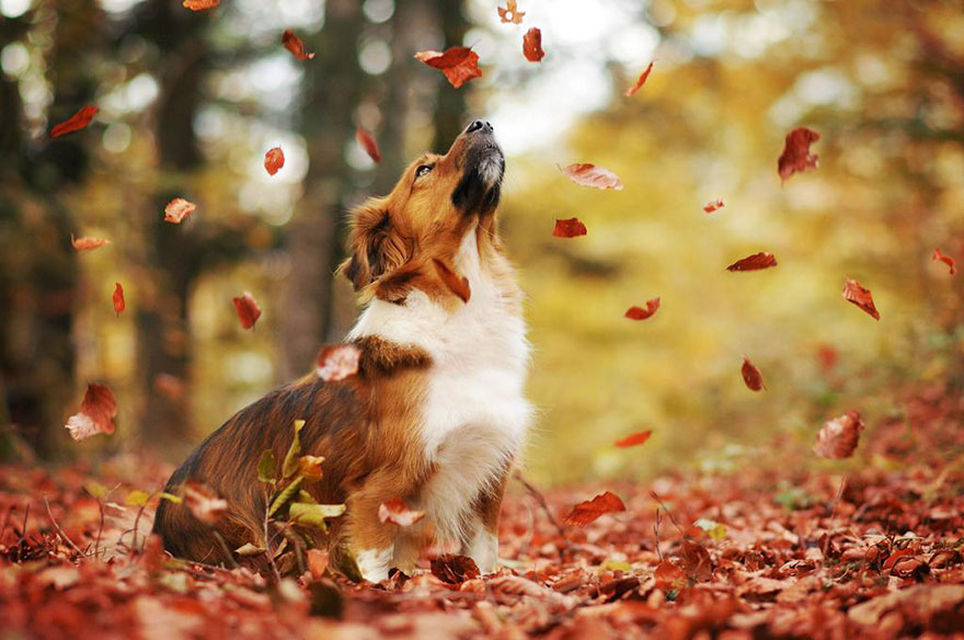 autumn-dog-photography-anne-geier-18