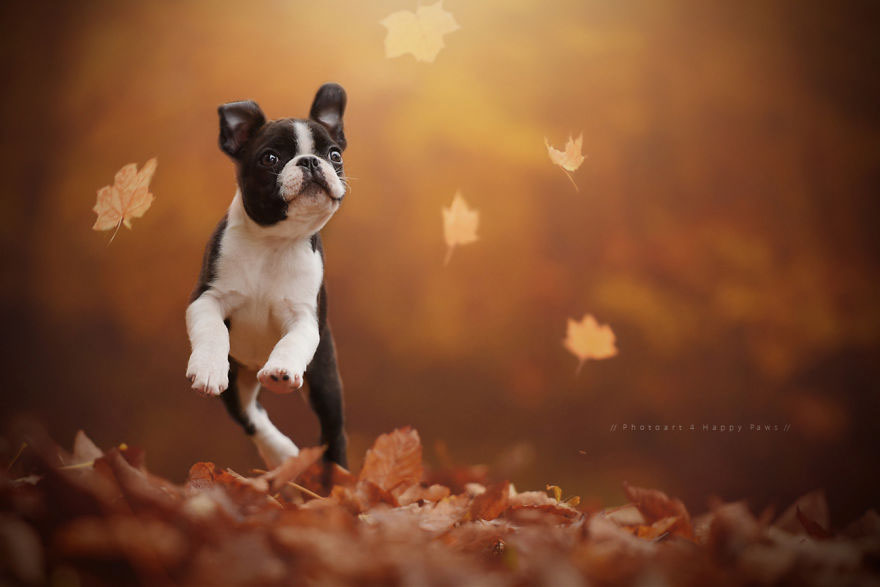 autumn-dog-photography-anne-geier-19