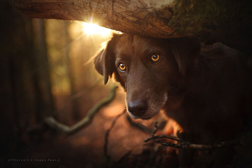 Photographer Captures Soulful Portraits Of Dogs Enjoying Autumn