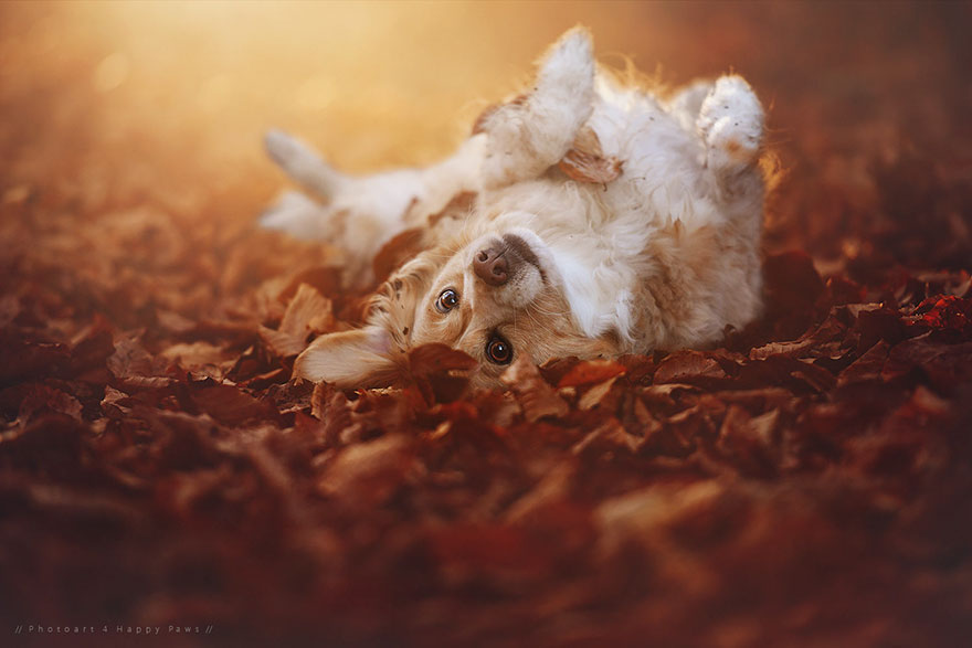 autumn-dog-photography-anne-geier-26