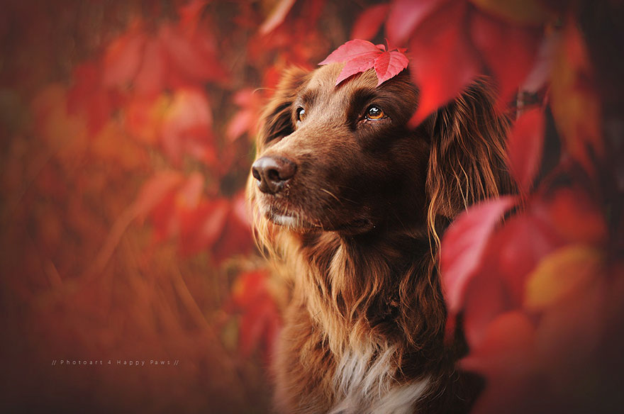 autumn-dog-photography-anne-geier-32