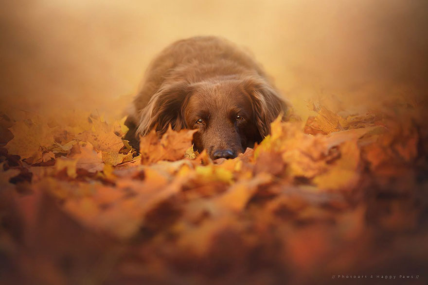 autumn-dog-photography-anne-geier-44