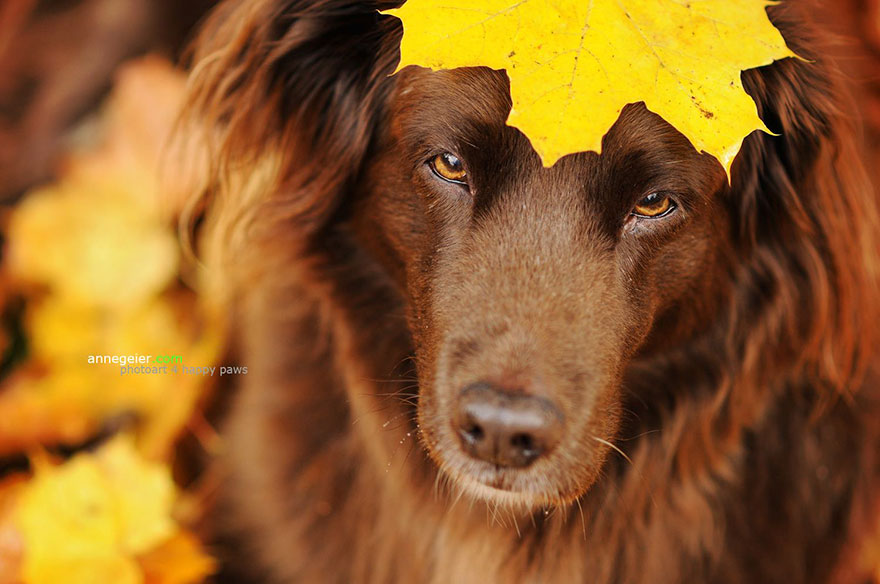 autumn-dog-photography-anne-geier-47