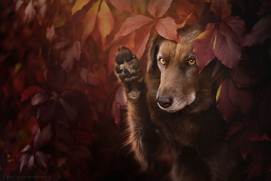 autumn-dog-photography-anne-geier-54