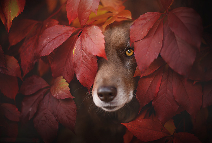 Photographer Captures Soulful Portraits Of Dogs Enjoying Autumn