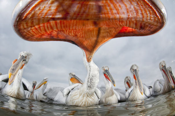 Award Winning Photos
