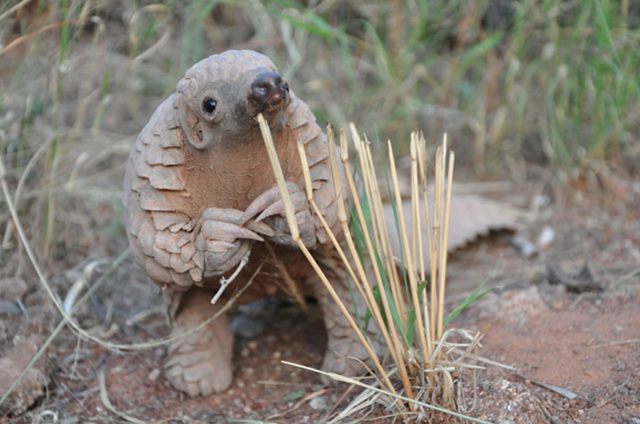 Image result for cute pangolin
