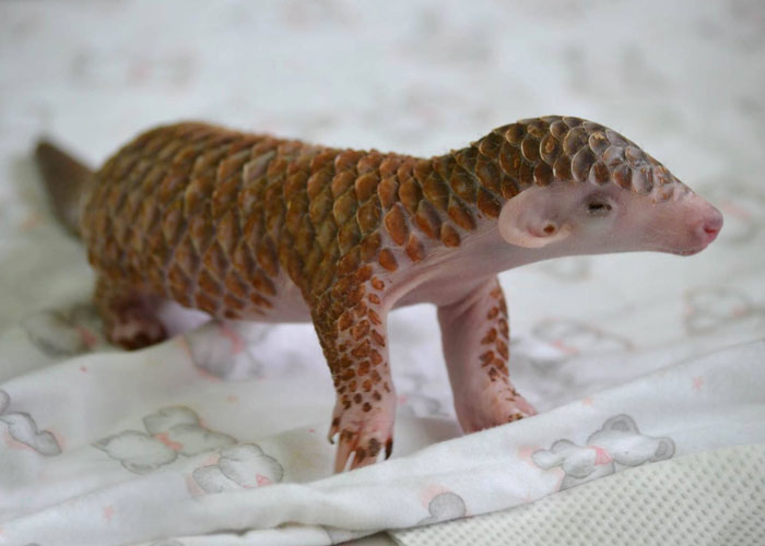 34 Baby Pangolins Who Are The World’s Cutest Artichokes